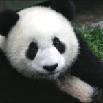 china-giant-panda