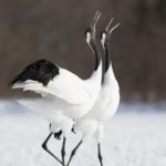 red-crowned-crane